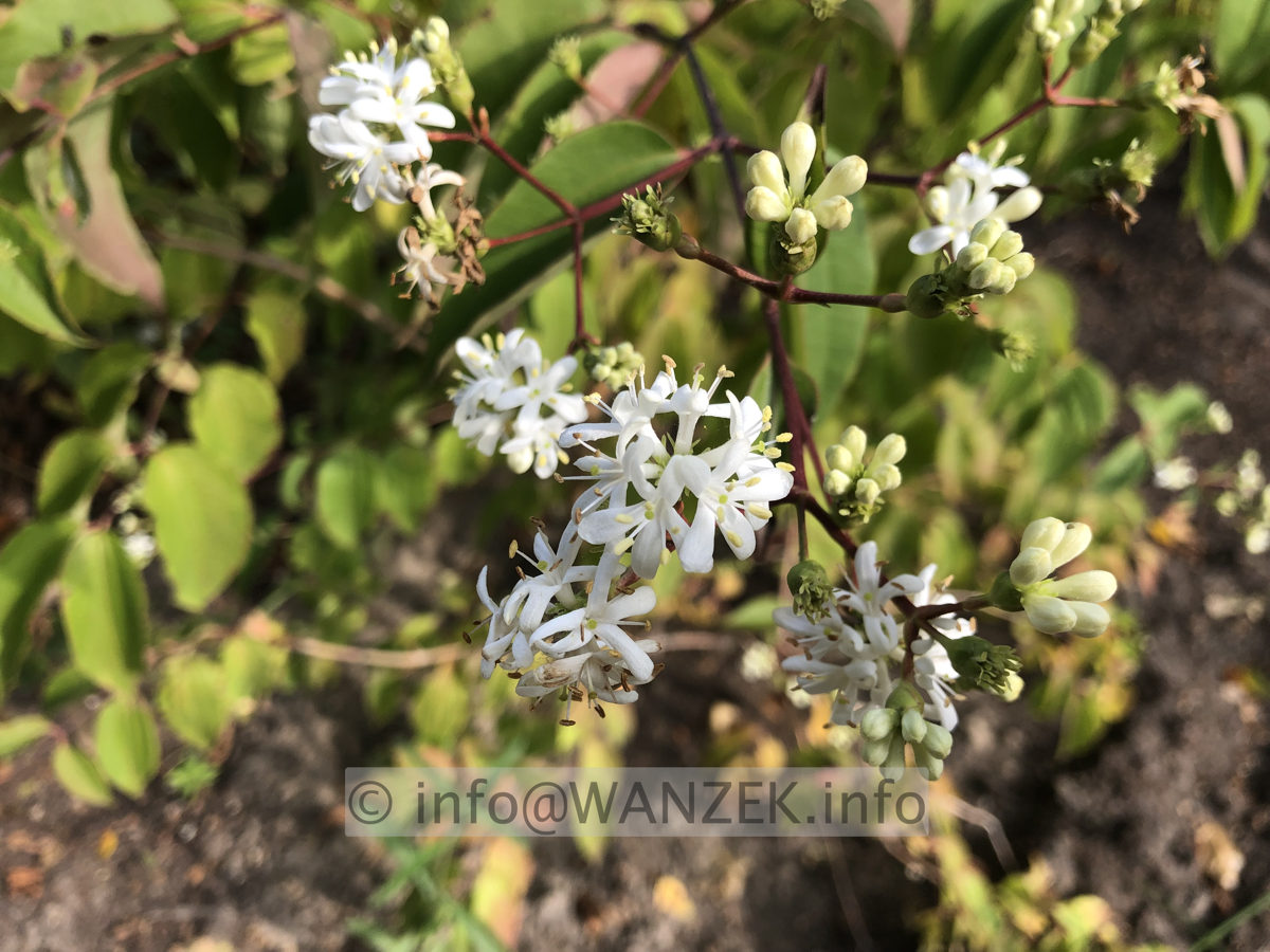 Heptacodium miconioides 003.JPG